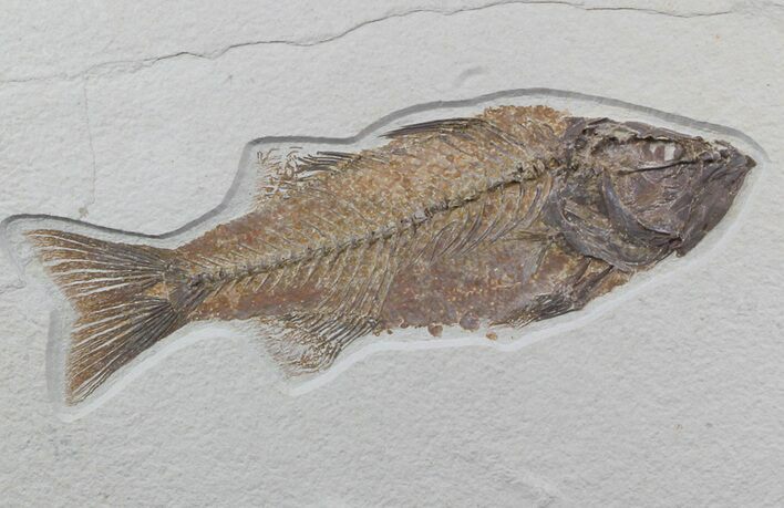 Beautiful, Mioplosus Fossil Fish - Wyoming #48591